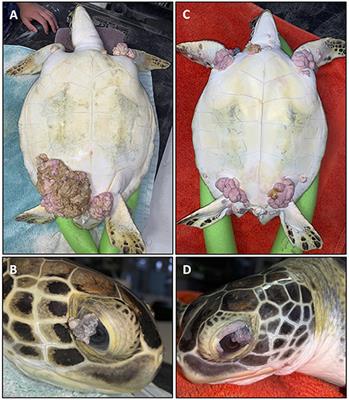 Transcriptomic Profiling of Fibropapillomatosis in Green Sea Turtles (Chelonia mydas) From South Texas